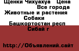 Щенки Чихуахуа › Цена ­ 12000-15000 - Все города Животные и растения » Собаки   . Башкортостан респ.,Сибай г.